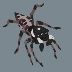 Menemerus semilimbatus