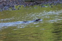 Castor canadensis