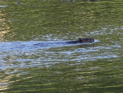 Castor canadensis