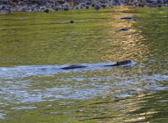 Castor canadensis