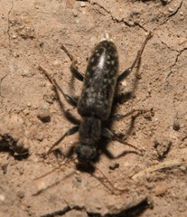 Eurygeniinae