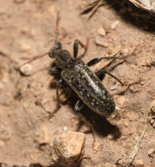 Eurygeniinae