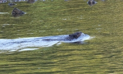 Castor canadensis