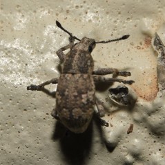 Epicaerus lepidotus