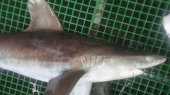 Carcharhinus longimanus image