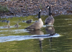 Castor canadensis