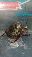 Coprophanaeus ensifer