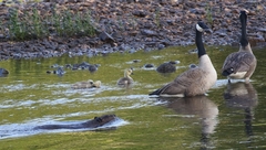 Castor canadensis