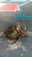 Coprophanaeus ensifer