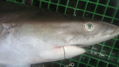 Carcharhinus longimanus