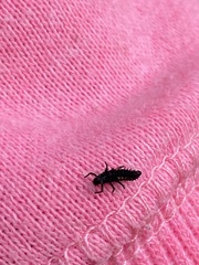 Harmonia quadripunctata