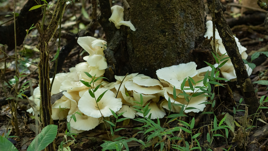 Pleurotus albidus · June 2022 · photo: © deniszabin (iNaturalist, cc-by)