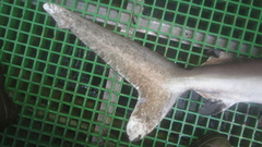 Carcharhinus longimanus