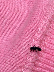 Harmonia quadripunctata