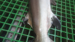 Carcharhinus longimanus