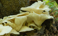 Pleurotus albidus