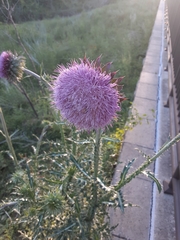 Carduus nutans