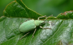 Phyllobius virideaeris