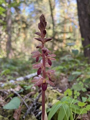 Corallorhiza striata