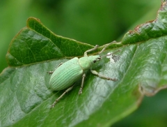 Phyllobius virideaeris