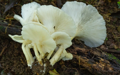 Pleurotus albidus