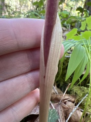 Corallorhiza striata