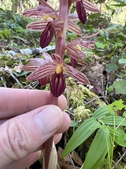 Corallorhiza striata