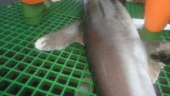 Carcharhinus longimanus