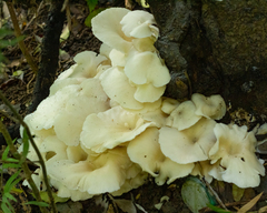 Pleurotus albidus
