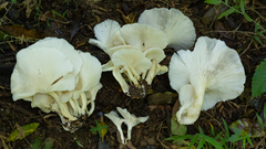 Pleurotus albidus