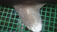 Carcharhinus longimanus