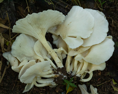 Pleurotus albidus