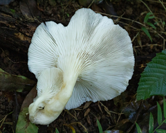 Pleurotus albidus