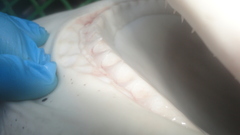 Carcharhinus longimanus