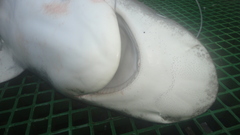 Carcharhinus longimanus