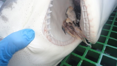 Carcharhinus longimanus