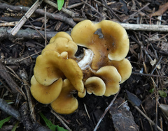 Hohenbuehelia petaloides