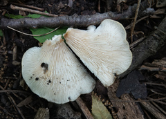 Hohenbuehelia petaloides