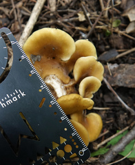 Hohenbuehelia petaloides