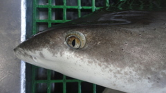 Carcharhinus longimanus