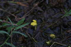 Utricularia aurea