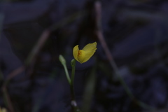 Utricularia aurea