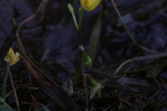 Utricularia aurea