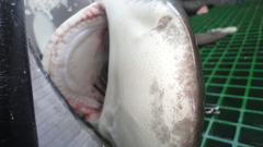 Carcharhinus longimanus