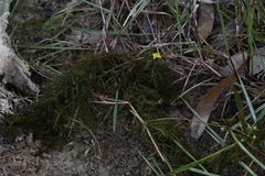 Utricularia aurea