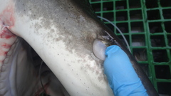 Carcharhinus longimanus