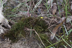 Utricularia aurea