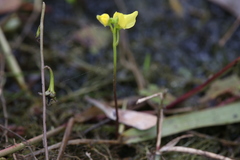 Utricularia aurea