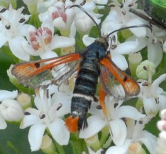 Pyropteron chrysidiforme