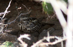 Caprimulgus clarus